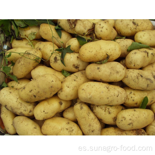 Patatas de alto rendimiento y calidad